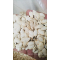 China bulk higi quality factory sell pumpkin seeds